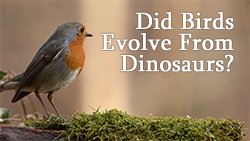 God created birds. God created dinosaurs.