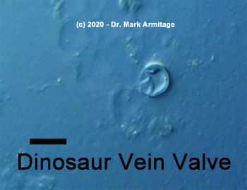 vein valve in dinosaur