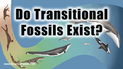 Transitional Fossils