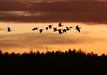 Birds Of The Sky