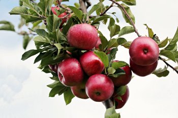 God Created Fruit  Trees